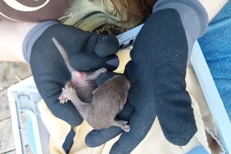First Baby Otter in 50 Years Confirmed in Zealand, Denmark