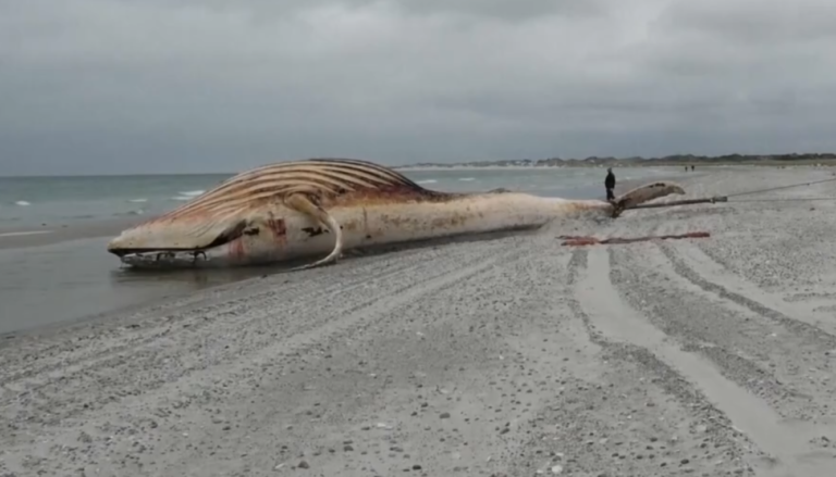 Timmy the Whale's Tragic End on Danish Shores