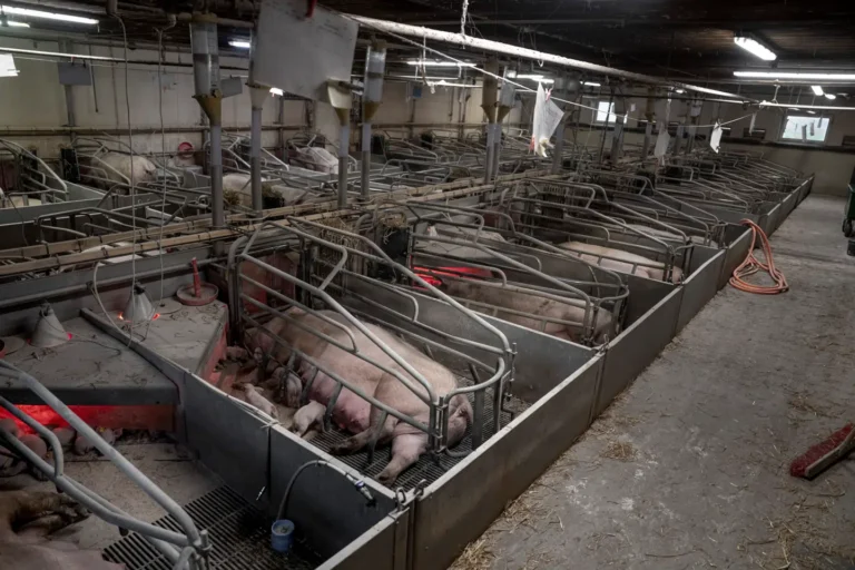 Denmark's Billion-Dollar Pig Industry: A Revealing Story