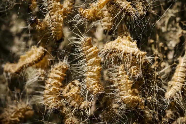 Randers and Frederiksberg Brace for Larval Invasion in Denmark Randers and Frederiksberg Brace for Larval Invasion in Denmark
